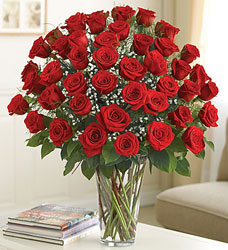 48 Premium Roses - You Choose Color Flower Power, Florist Davenport FL